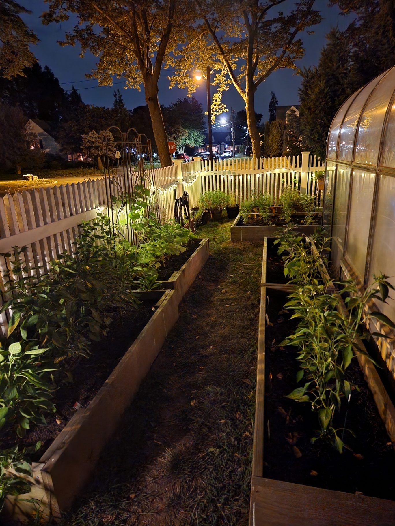 Megan's garden and greenhouse at dusk